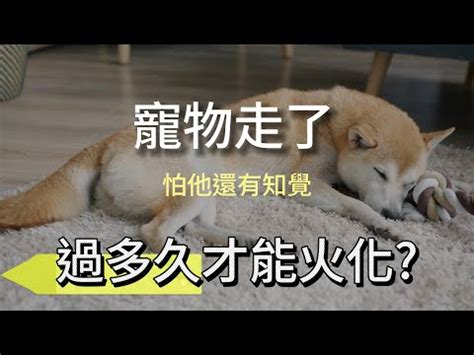 狗死後處理